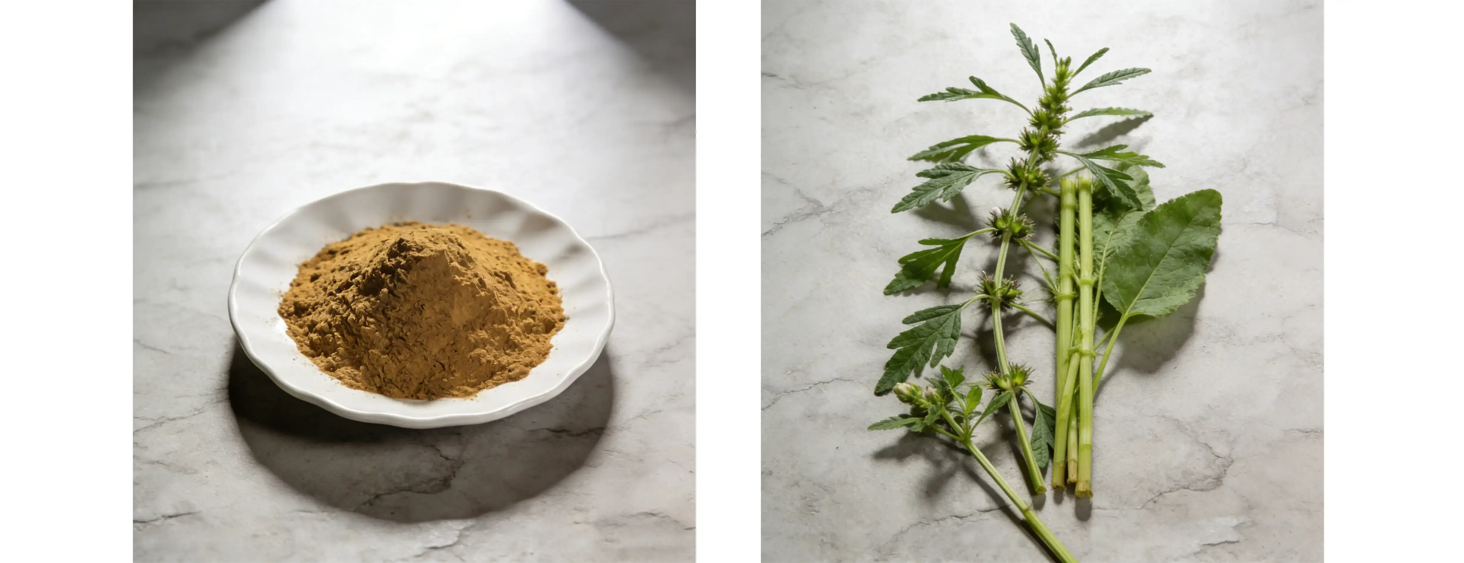Motherwort Extract Motherwort Extract