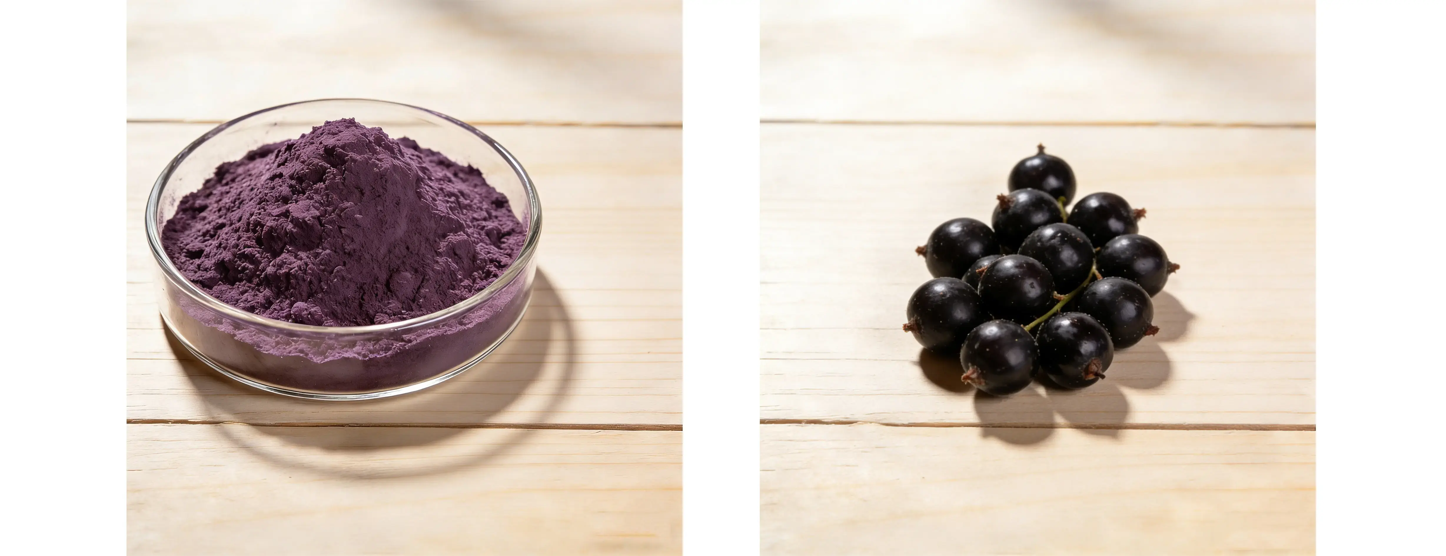 Blackcurrant Extract Blackcurrant Extract