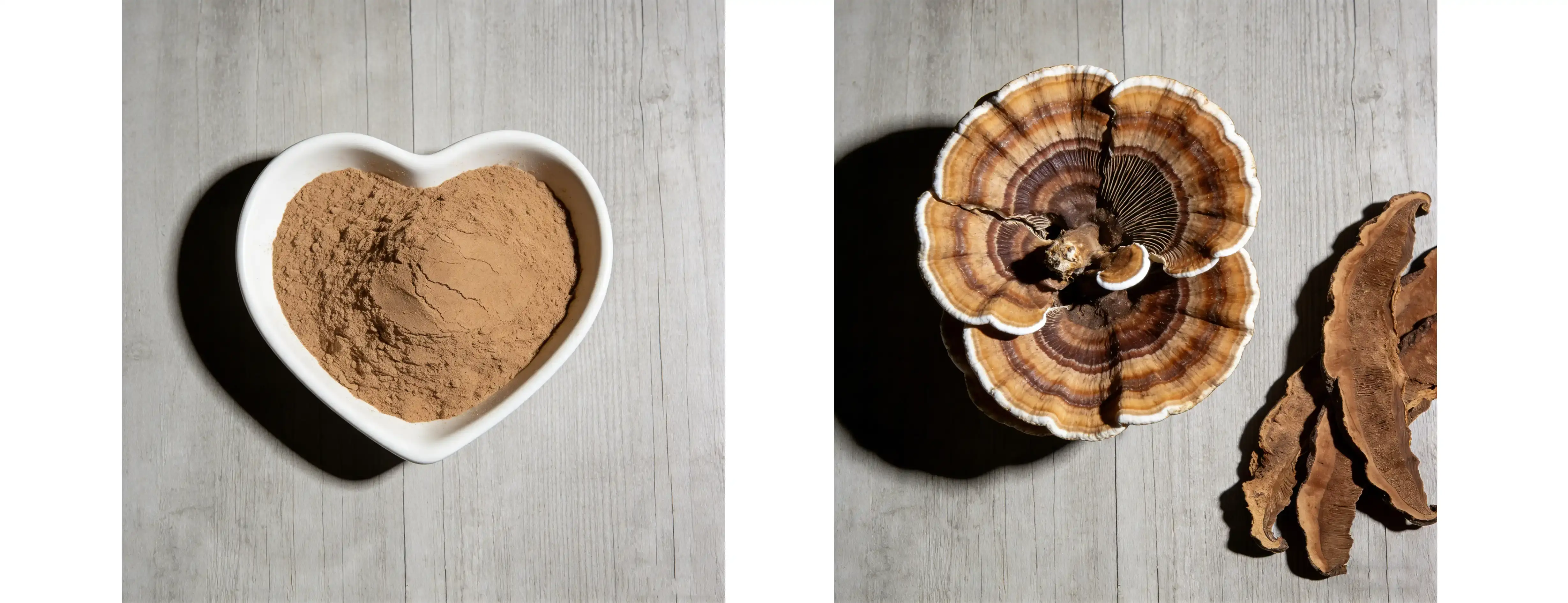 Turkey Tail Powder Turkey Tail Powder