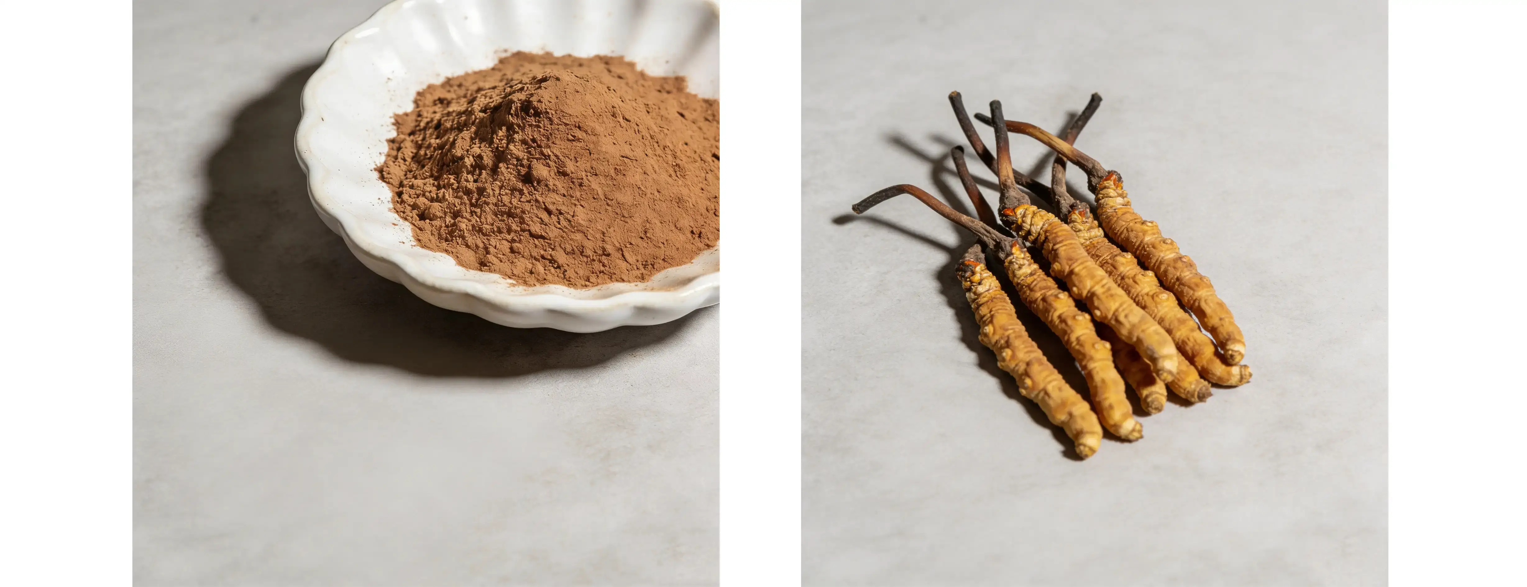 Cordyceps Sinensis Powder