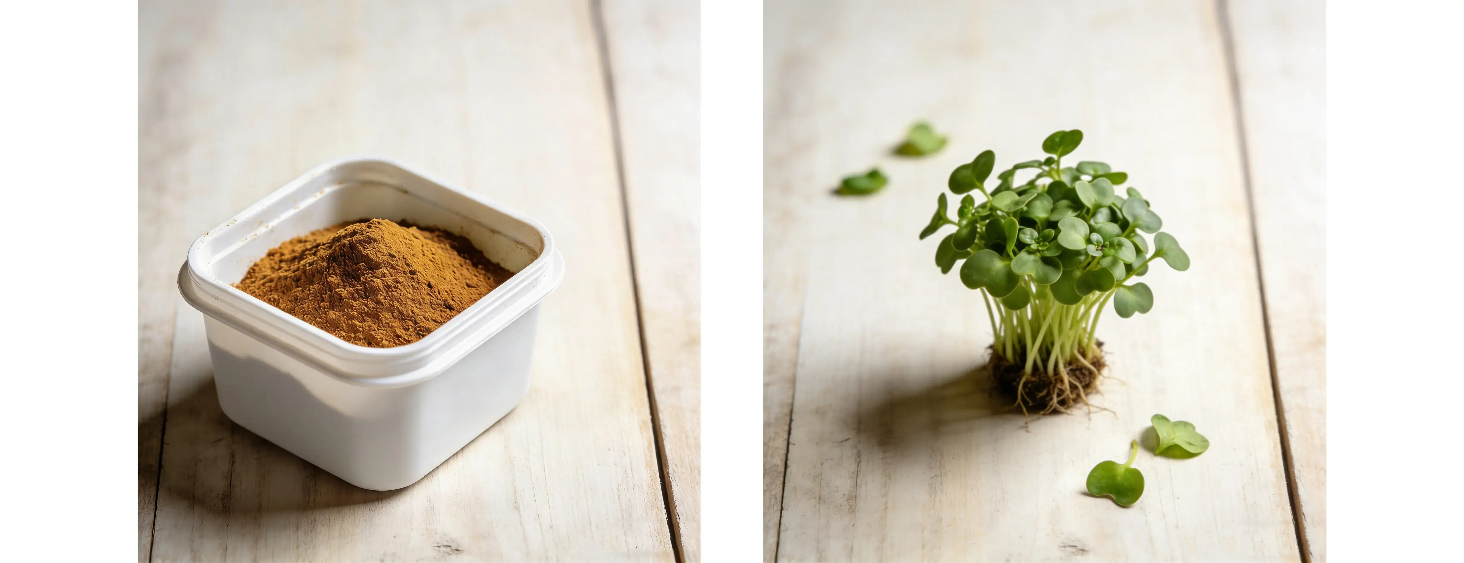 Watercress Extract Watercress Extract