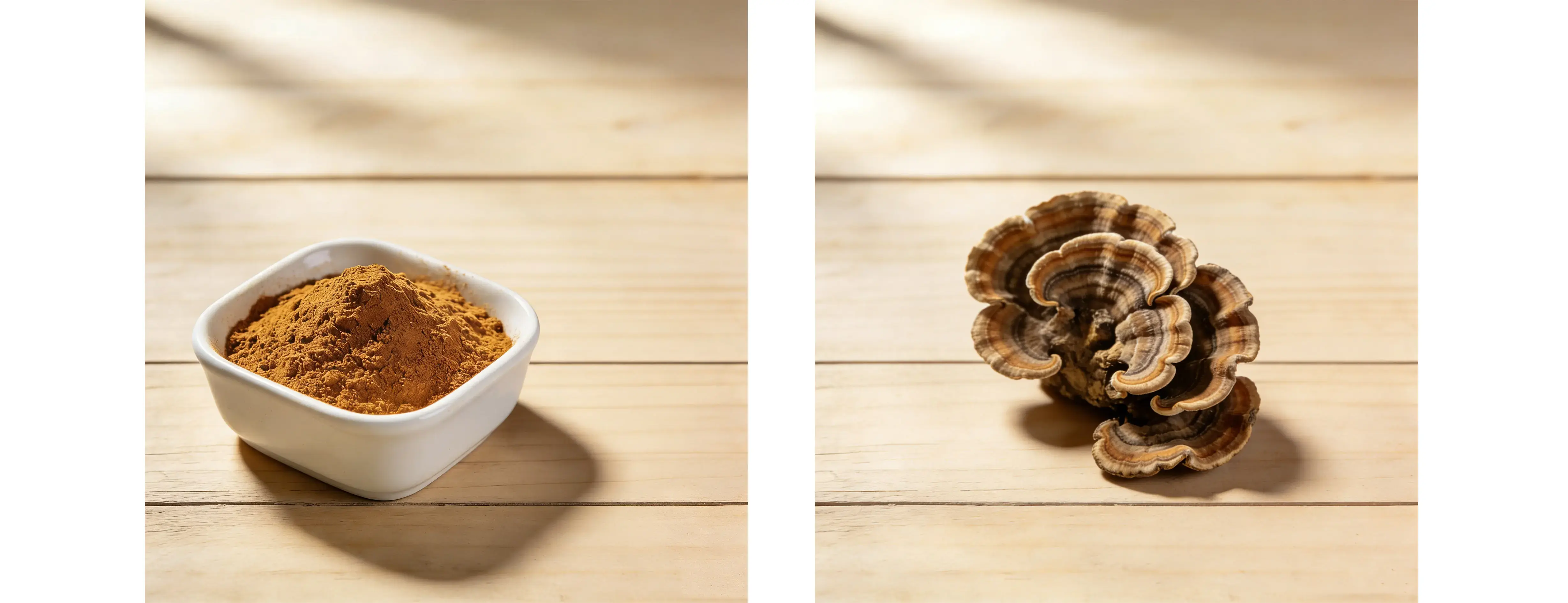 Turkey Tail Mushroom Extract