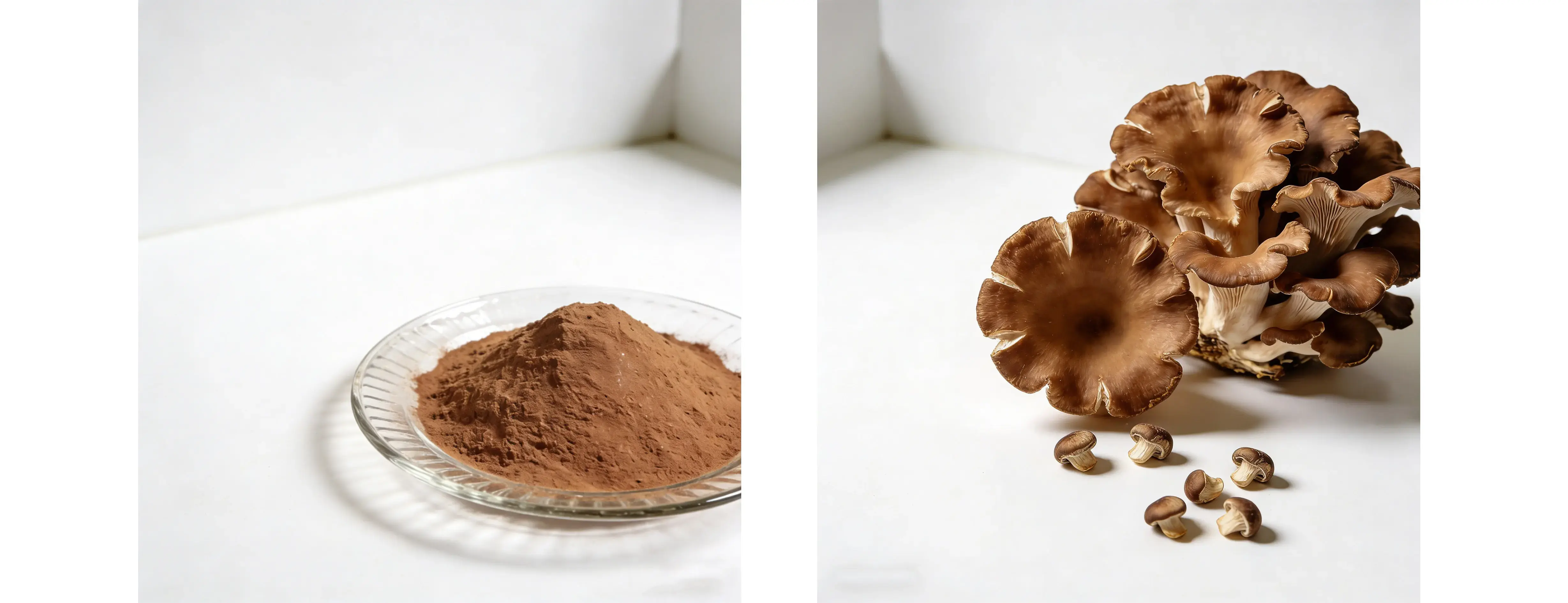 Organic Maitake Extrtact Polysaccharides Beta Glucan