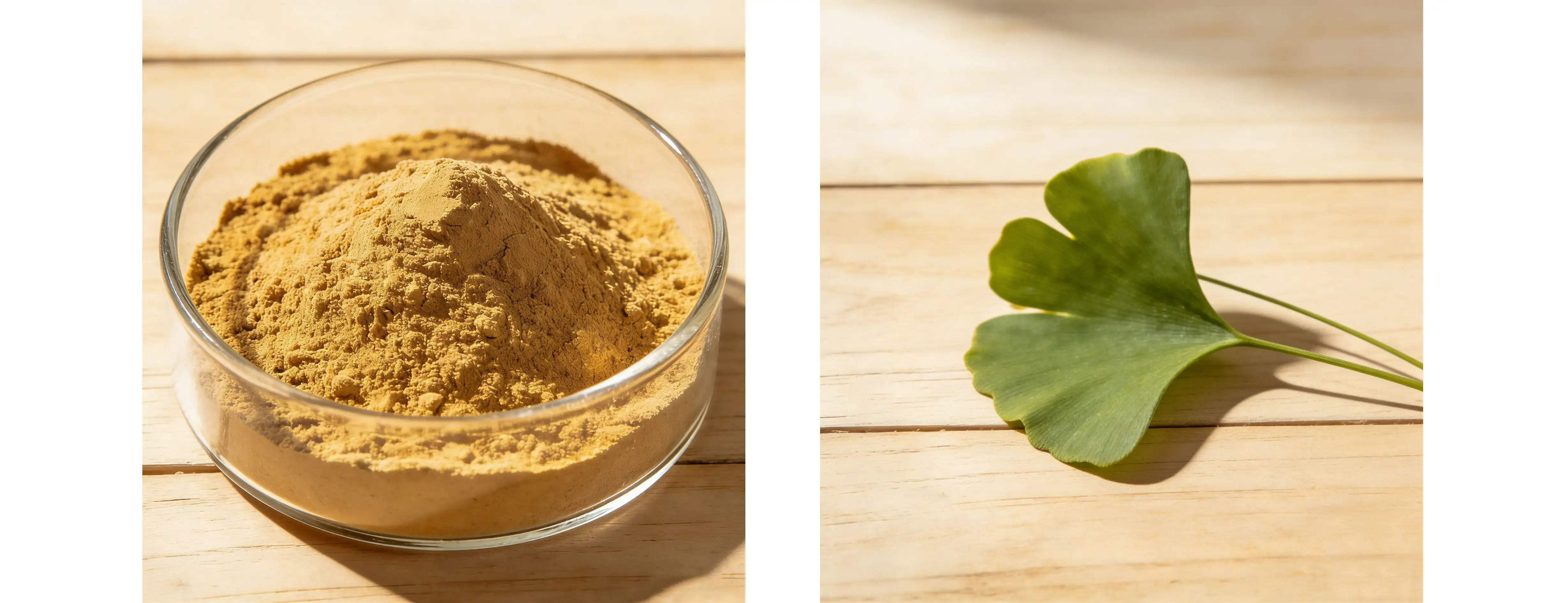 Ginkgo Biloba Extract