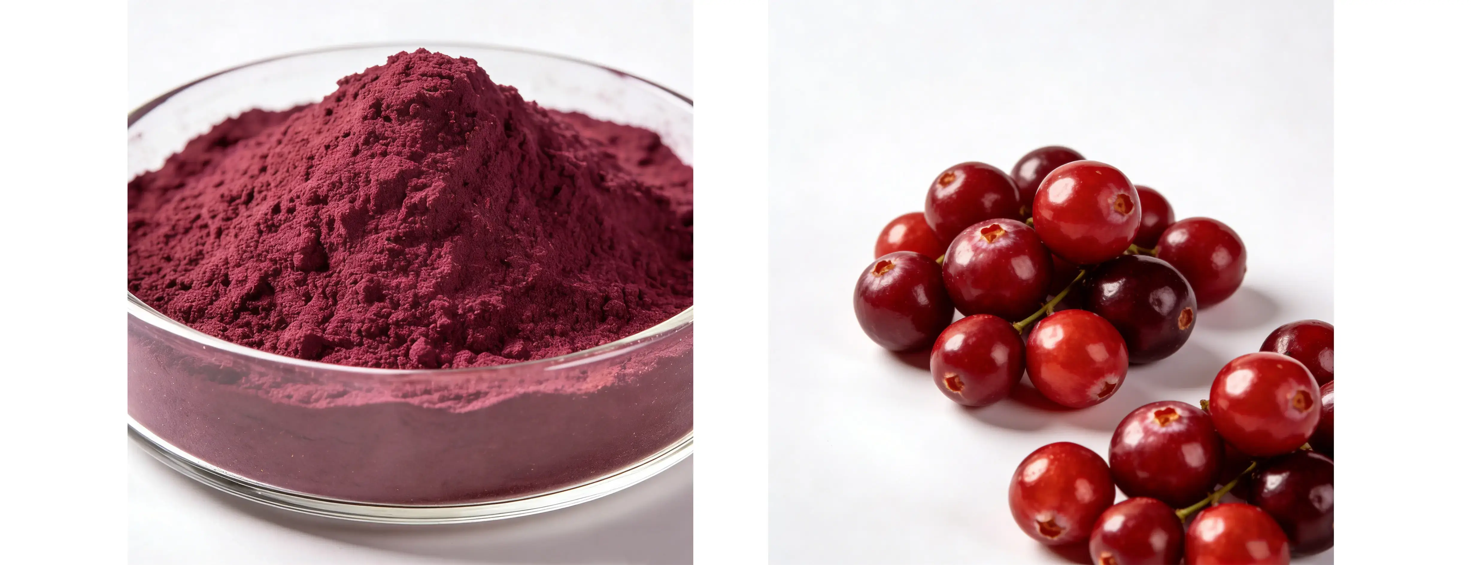 Cranberry Extract Proanothcynandins 20%