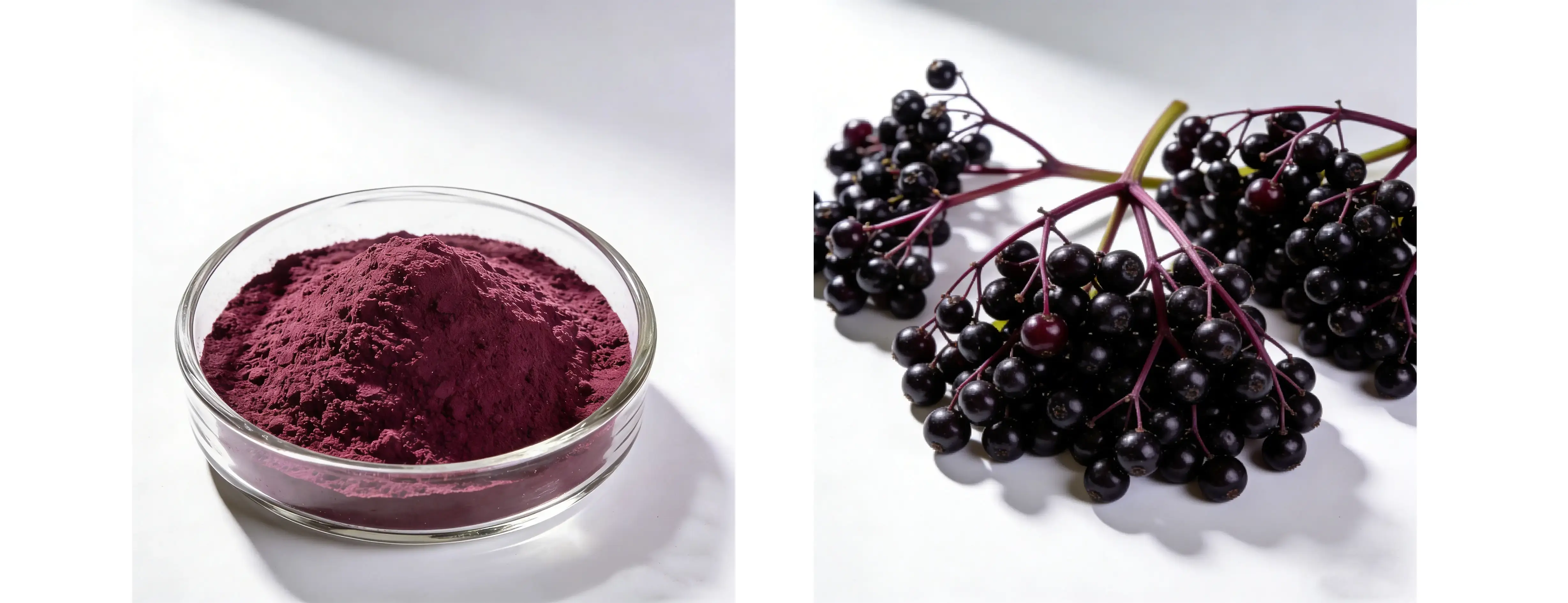 Elderberry Extract Elderberry Extract