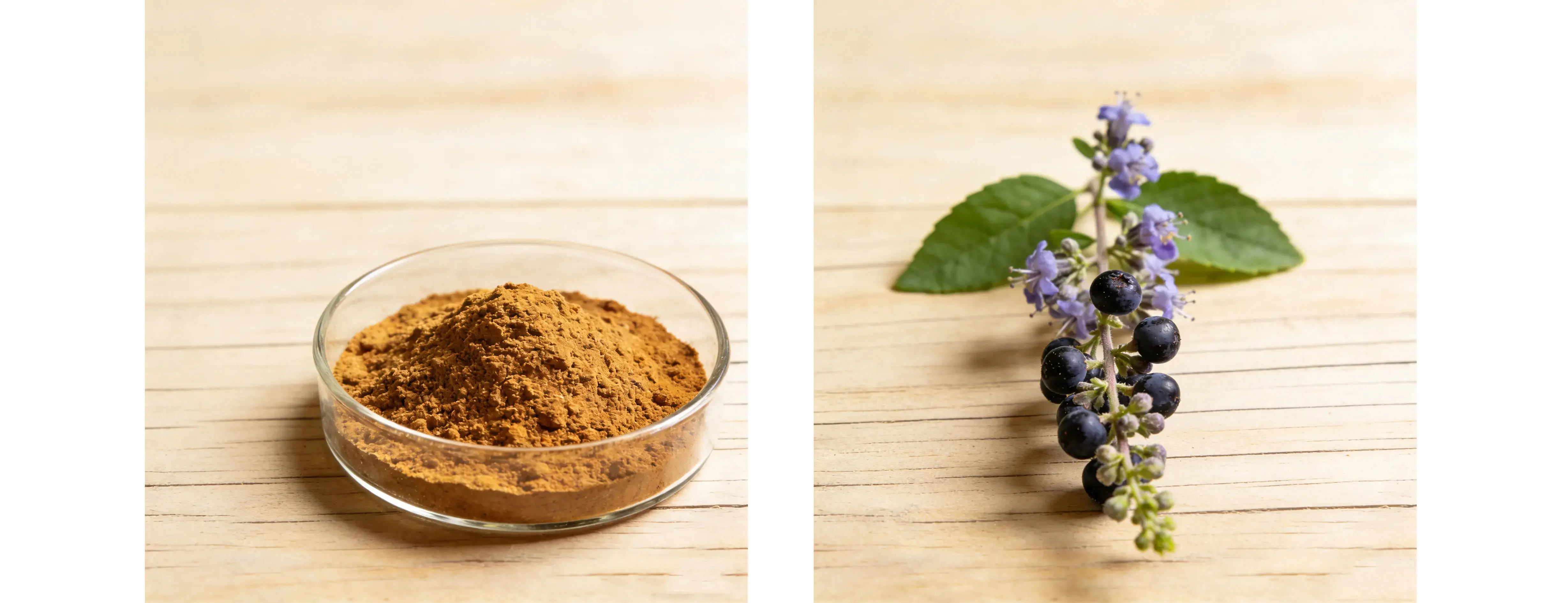 Chaste Tree Berry Extract Chaste Tree Berry Extract