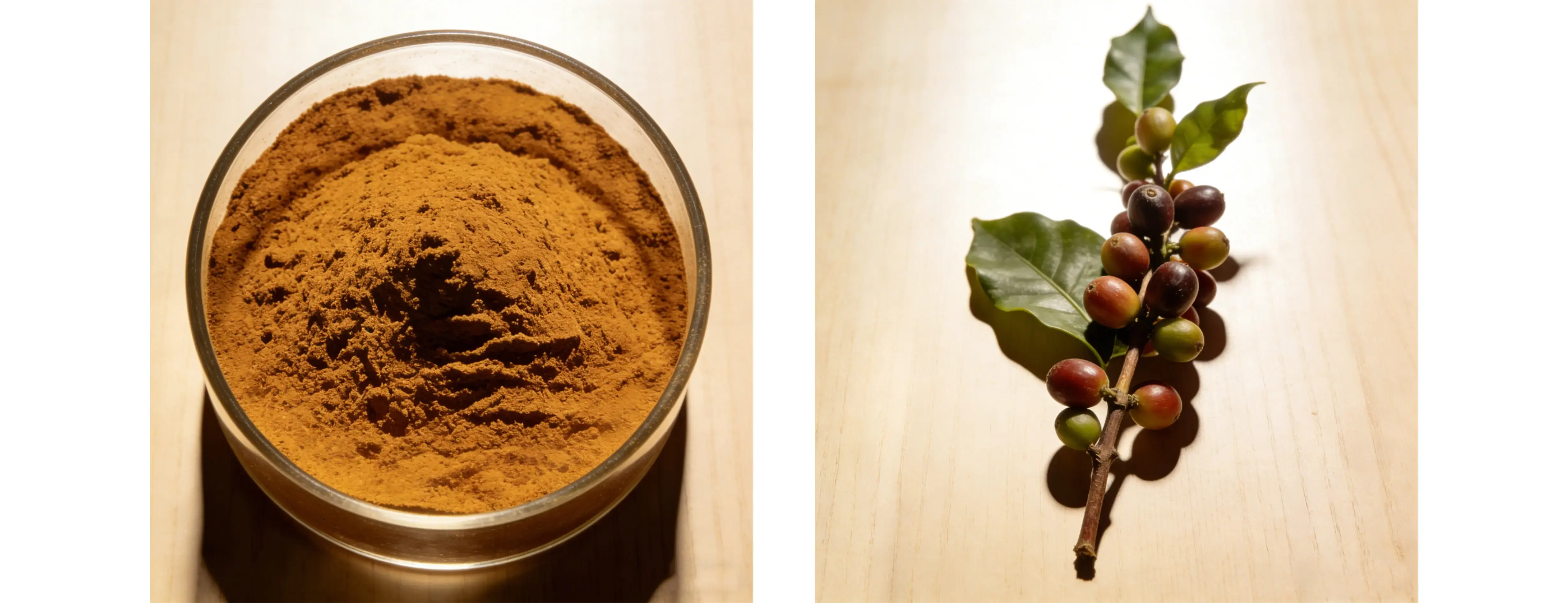 Coffee Bean Extract Coffee Bean Extract