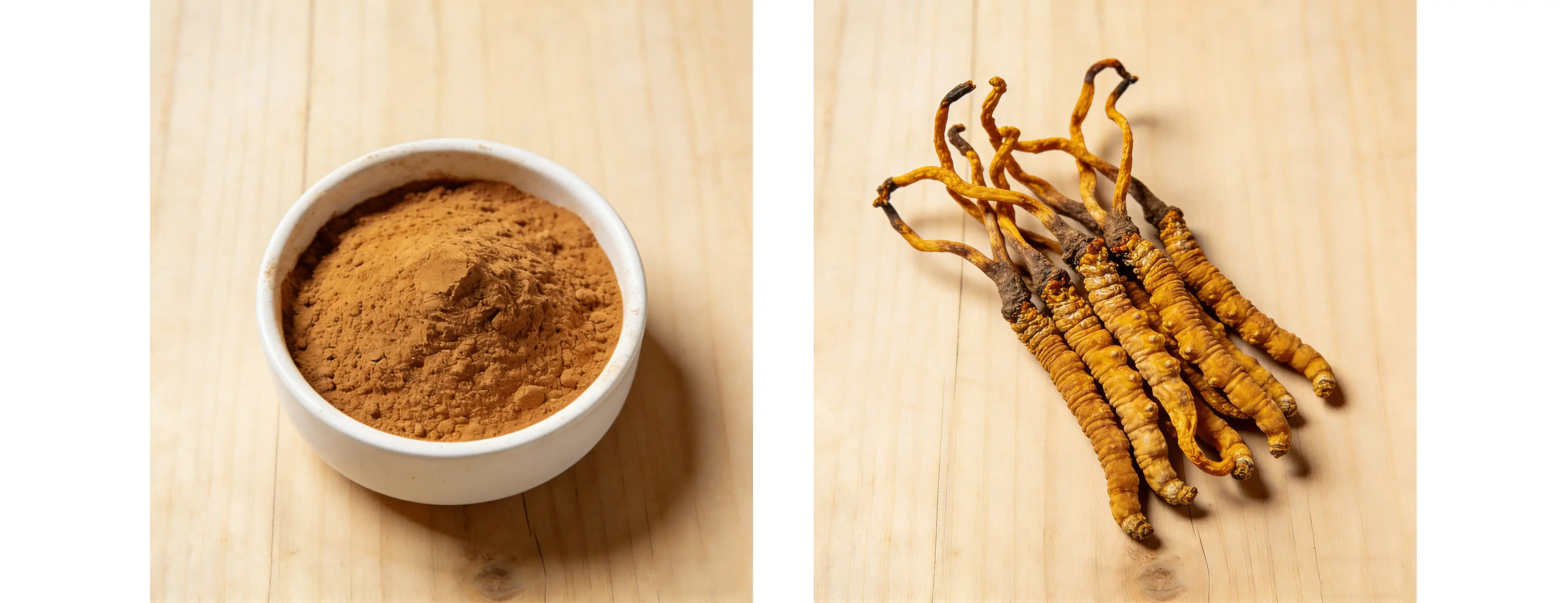 Cordyceps Militaris Extract Cordyceps Militaris Extract