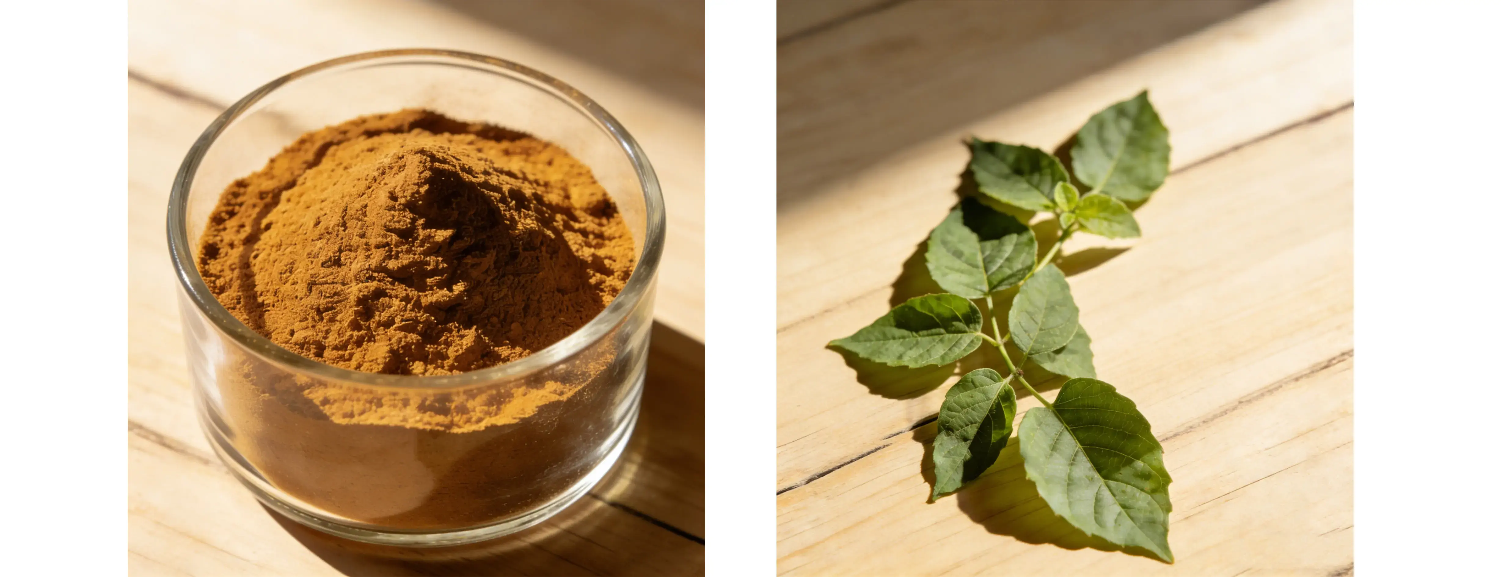 Gymnema Sylvestre Extract Gymnema Sylvestre Extract