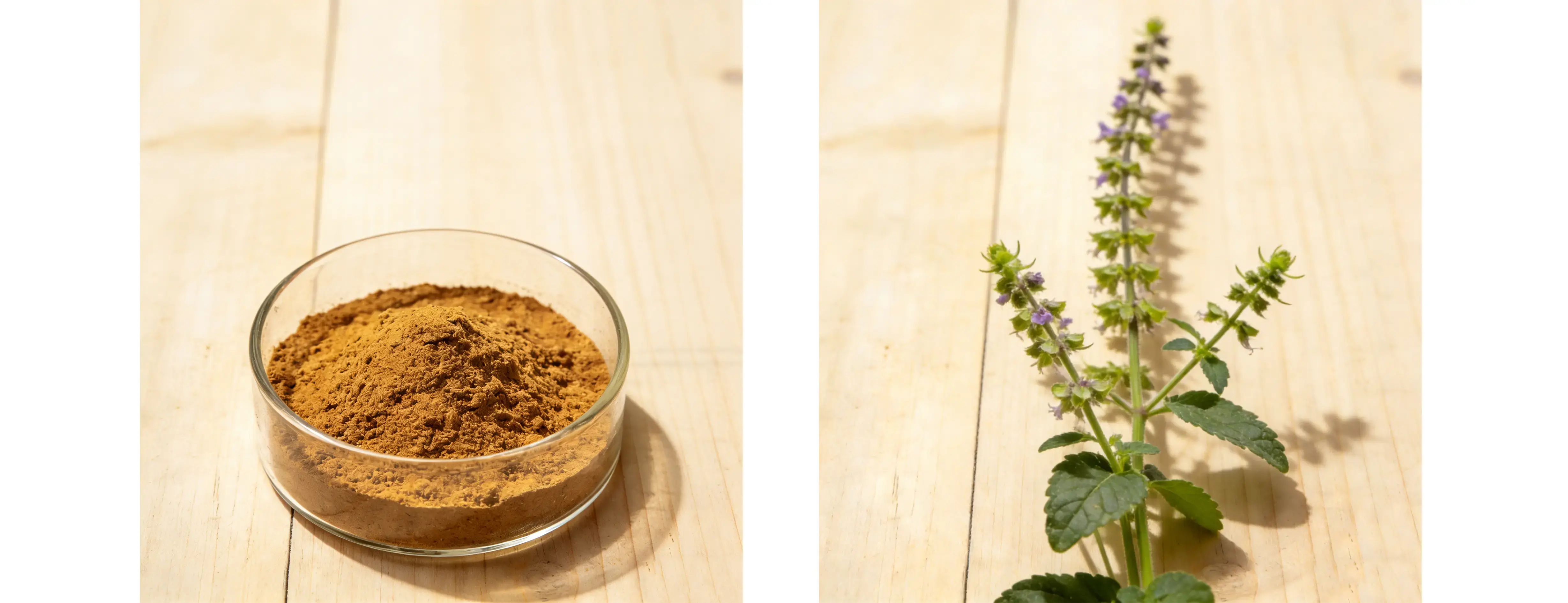 Ajuga Turkestanica Extract