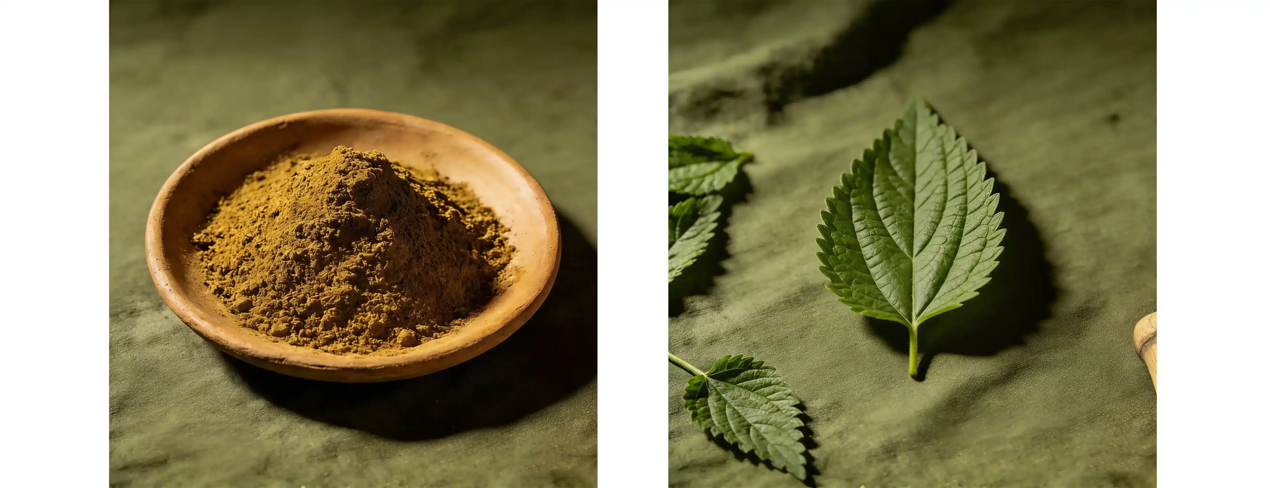 Nettle leaf powder Nettle leaf powder