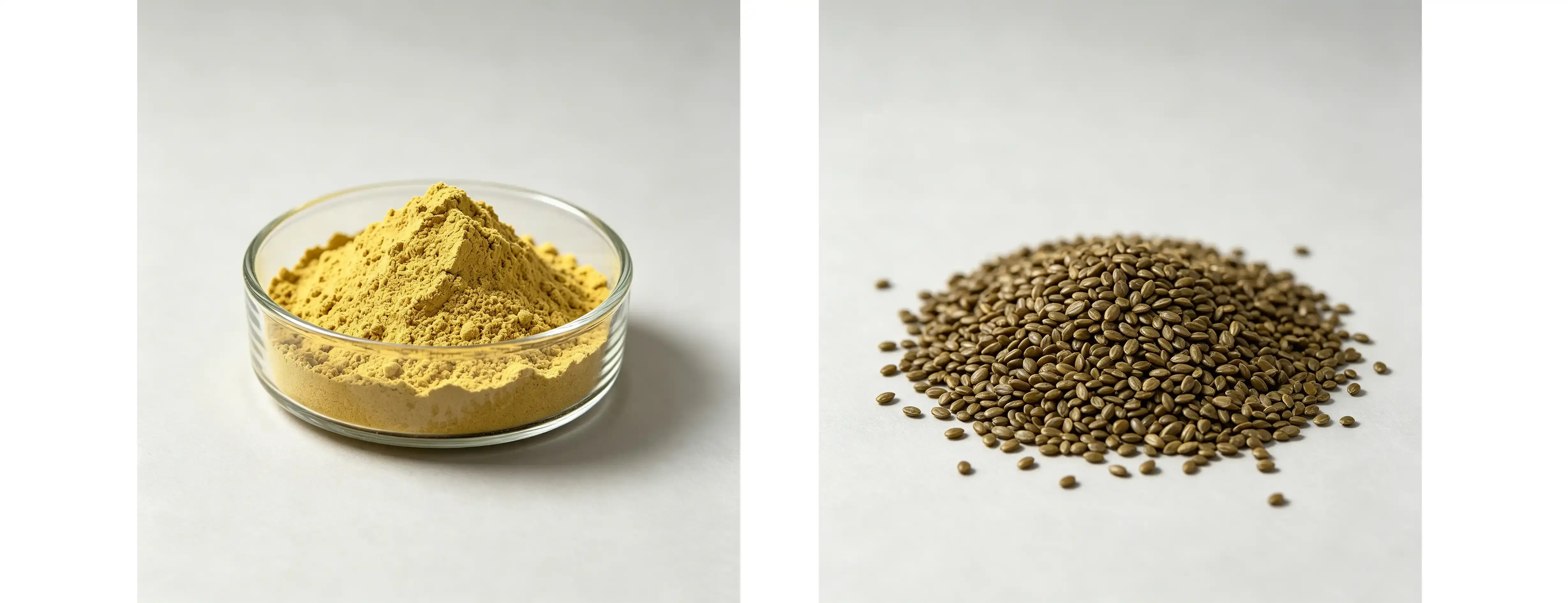 Broccoli Seed Extract