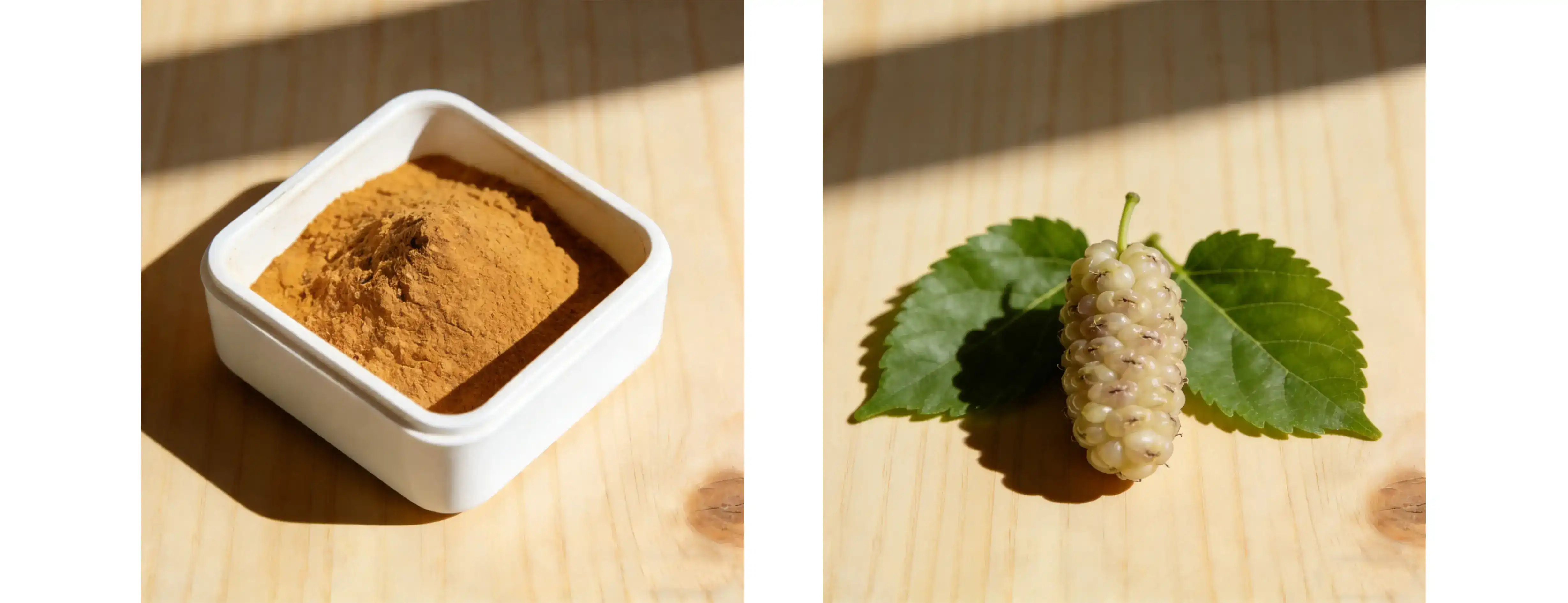 White Mulberry Extract powder
